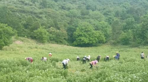 铜川市耀州艾农：采艾